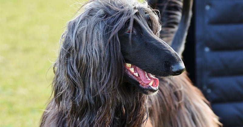 Afghanischer Windhund: Eleganz, Charakter und Pflege im Porträt