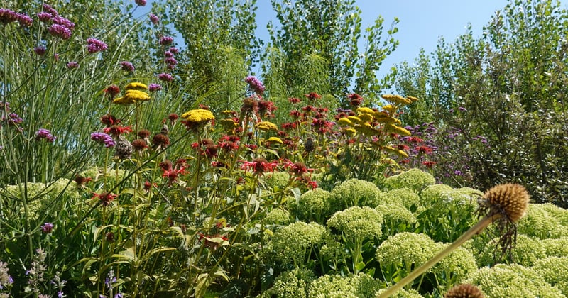 Hochbeet selbst bauen: In 7 einfachen Schritten zum Erfolg