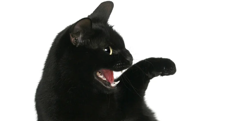 Ist die Grünlilie giftig für Katzen?