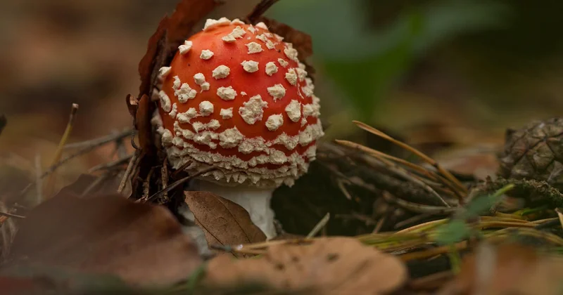 Mexikanischer Wunderbaum giftig: ja, und zwar alle Teile